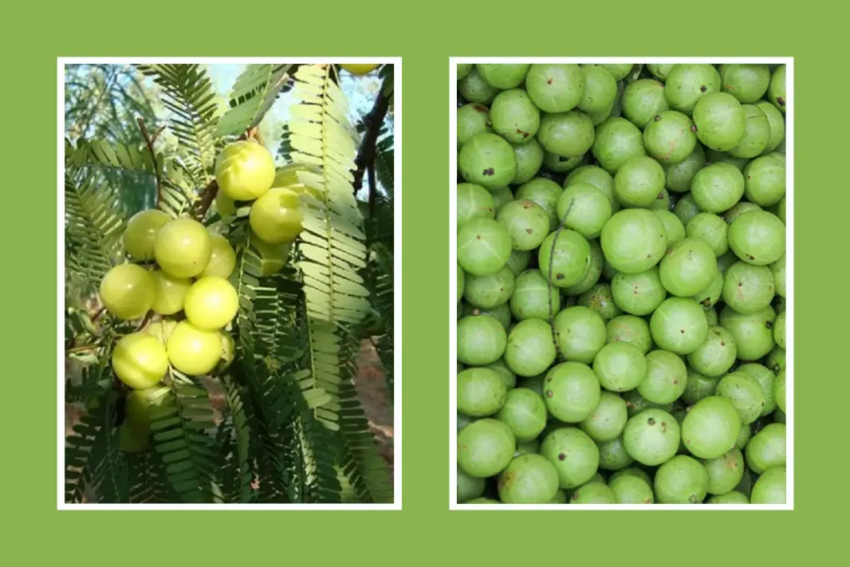 আমলকি চাষের পদ্ধতি আমলকির গাছ লাগানোর পদ্ধতি ও গাছের পরিচর্যা