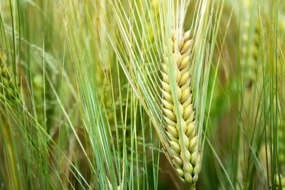 ট্রিটিক্যালি চাষ পদ্ধতি