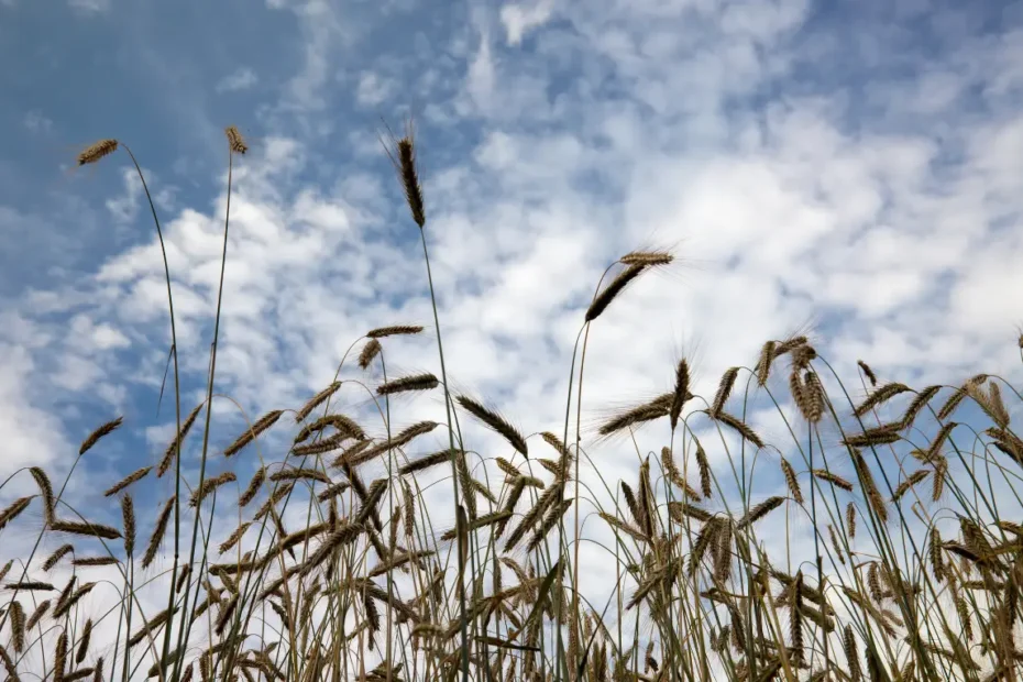 বার্লি চাষ পদ্ধতি ও সময়বিধি