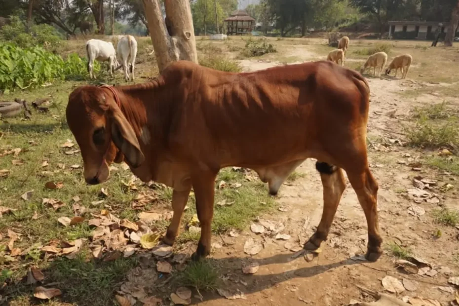 অপুষ্টিজনিত গরু-ছাগলের রোগ এবং ভিটামিনের অভাবজনিত গরু-ছাগলের রোগের লক্ষণ, চিকিৎসা ও