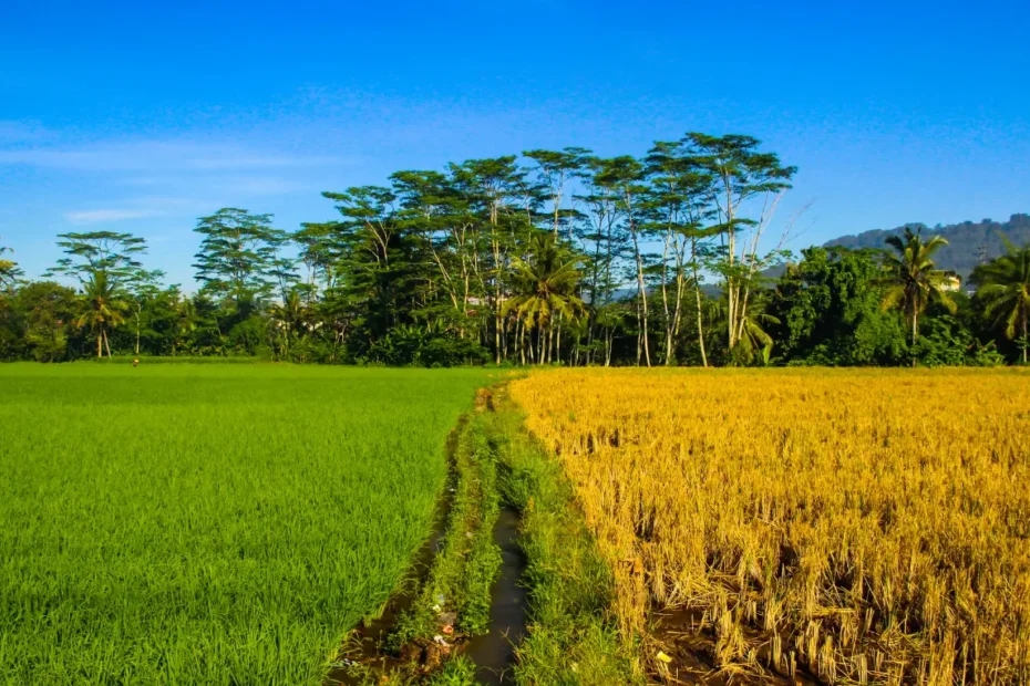 আমাদের জীবনে কৃষি