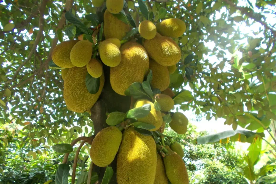 কাঁঠালের উপকারিতা, কাঁঠাল গাছের বৈশিষ্ট্য, কাঁঠাল গাছের পরিচর্যা ও কাঁঠাল চাষ পদ্ধতি