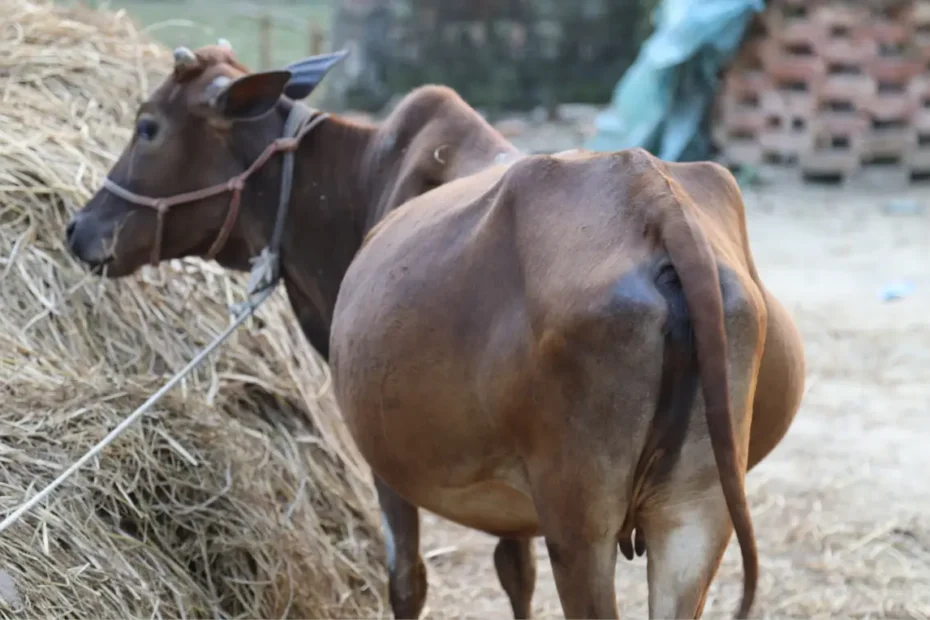 গর্ভবতী গাভী চেনার উপায়