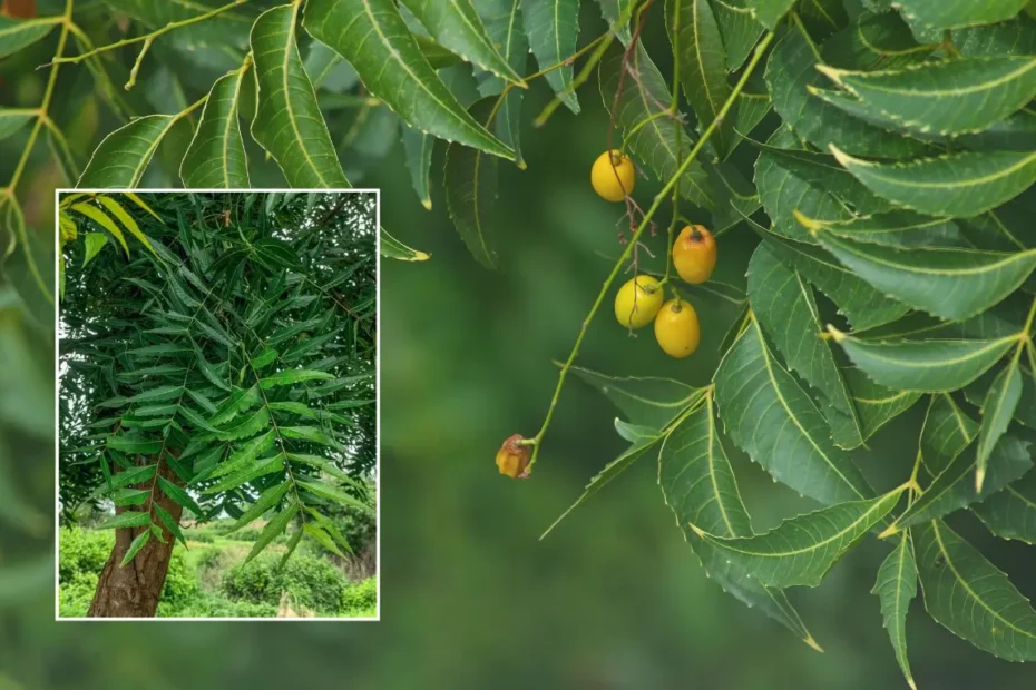 নিম গাছের বৈশিষ্ট্য, নিম গাছের উপকারিতা বা নিম পাতার উপকারিতা এবং নিম গাছ লাগানোর নিয়ম বা নিম গাছ চাষ পদ্ধতি