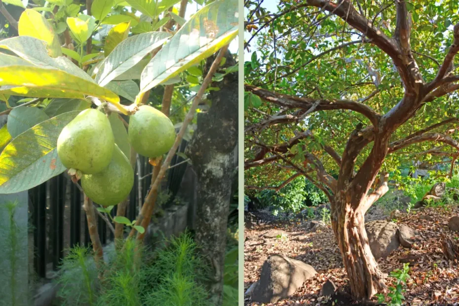 পেয়ারা গাছের পরিচর্যা, পেয়ারা গাছের বৈশিষ্ট্য ও পেয়ারা চাষ পদ্ধতি