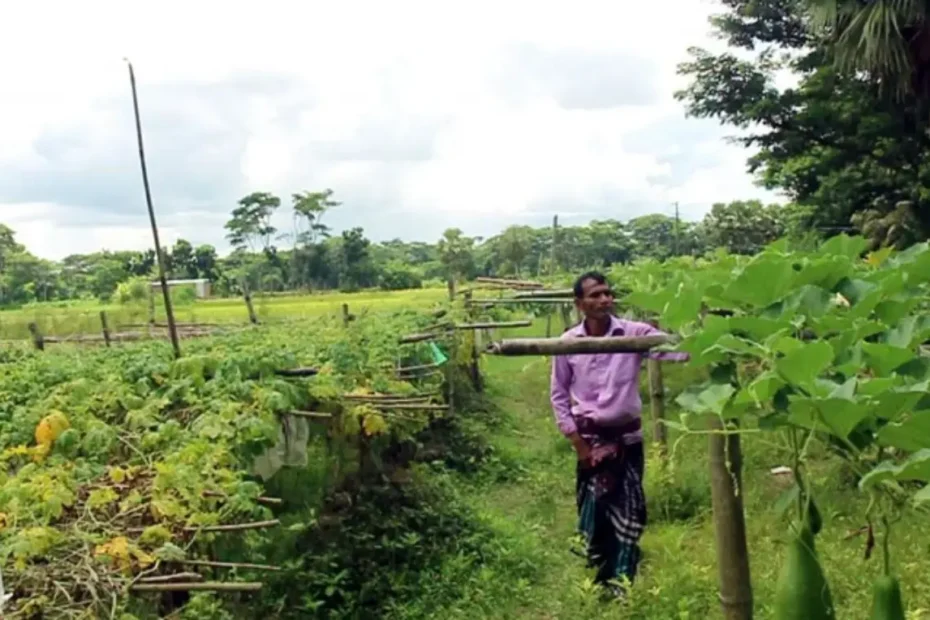 বহুস্তর বিশিষ্ট পদ্ধতিতে সবজি চাষ