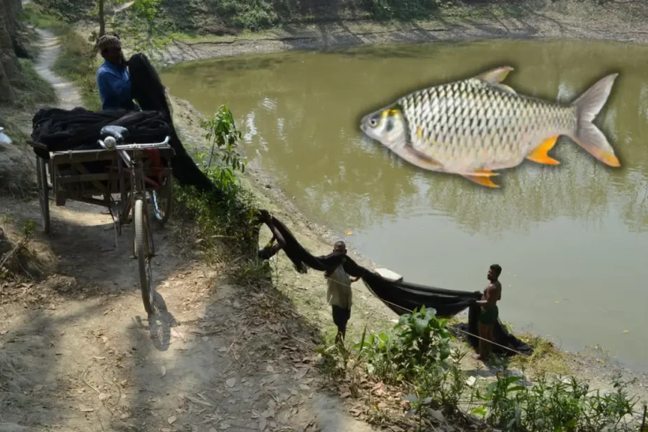 রাজপুঁটি মাছের বৈশিষ্ট্য ও রাজপুঁটি মাছ চাষের পদ্ধতি