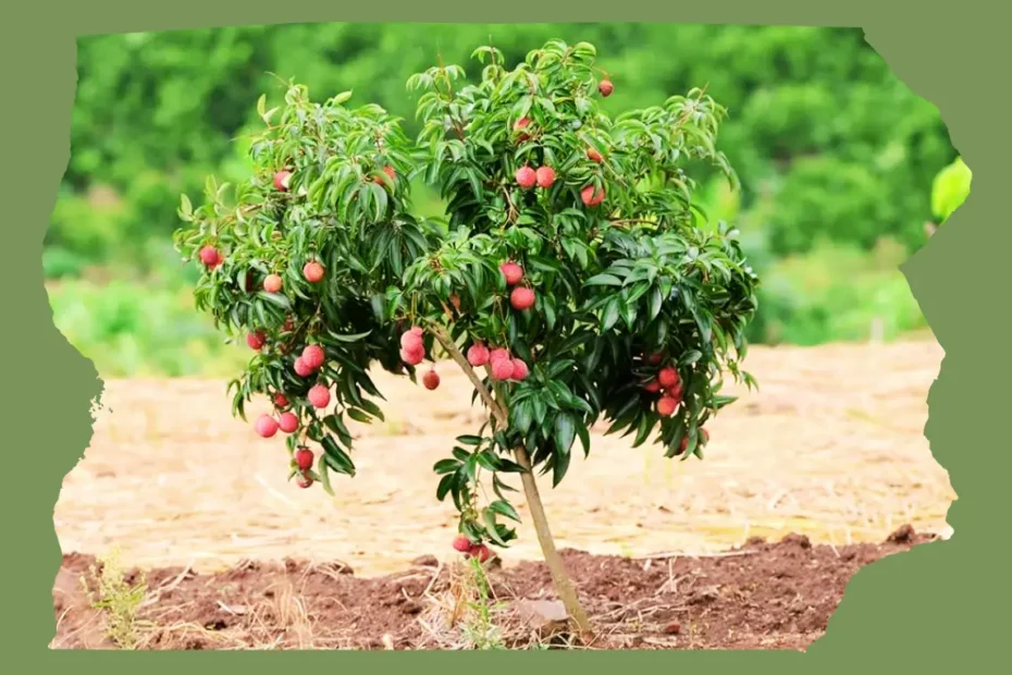 লিচুর চারা লাগানোর নিয়ম, লিচু গাছে সার প্রয়োগ পদ্ধতি ও লিচু গাছের পরিচর্যা