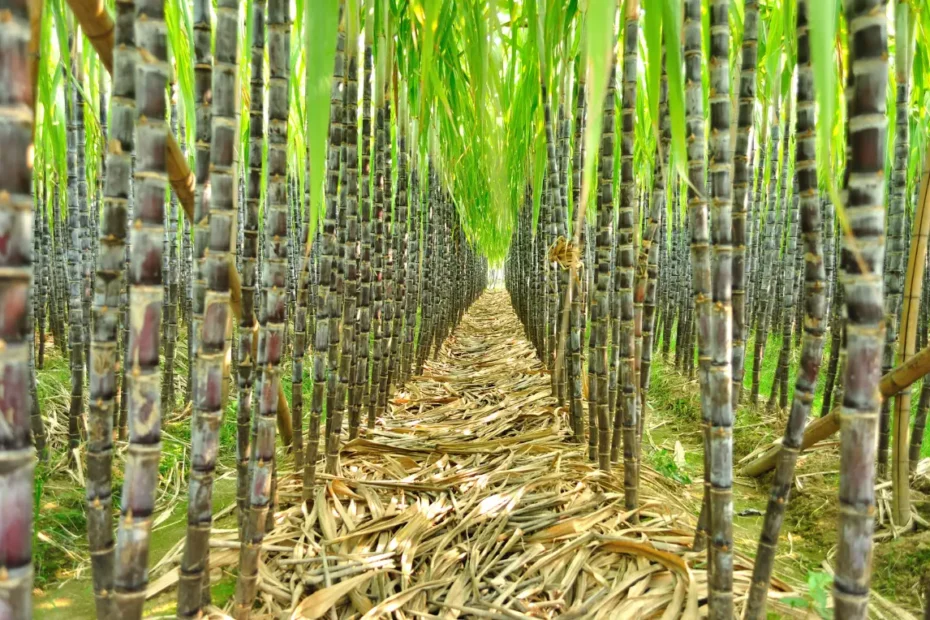 আখ চাষের পদ্ধতি, আখ চাষের সময়কাল, আখ চাষের জন্য কোন ধরনের ভূমি উপযোগী