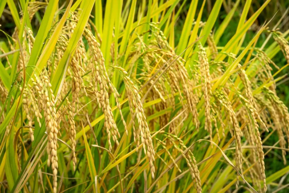 উফশী হাইব্রিড ধানের জাত নাম, উচ্চ ফলনশীল হাইব্রিড ধানের জাত সমূহ