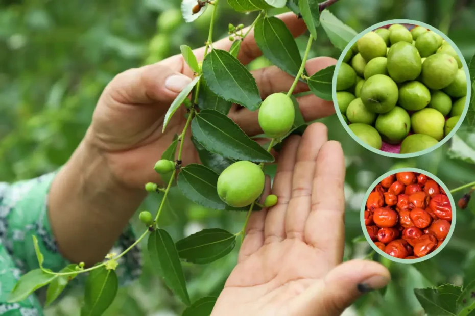 কুল ফল পরিচিতি ও কুল চাষ পদ্ধতি বা নিয়ম