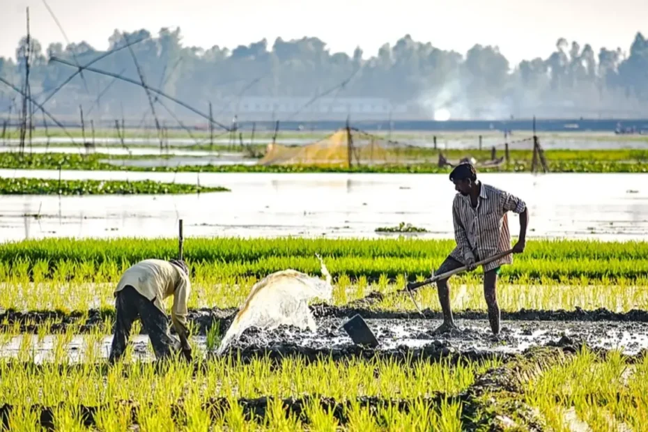 বাংলাদেশের কৃষি: কৃষি কী? কৃষি বলতে কি বুঝায়? বাংলাদেশের অর্থনীতিতে কৃষির গুরুত্ব, বাংলাদেশের জিডিপিতে কৃষি খাতের অবদান, বাংলাদেশে কৃষির গুরুত্ব, ক্ষেত্রসমূহ ও পরিসংখ্যান