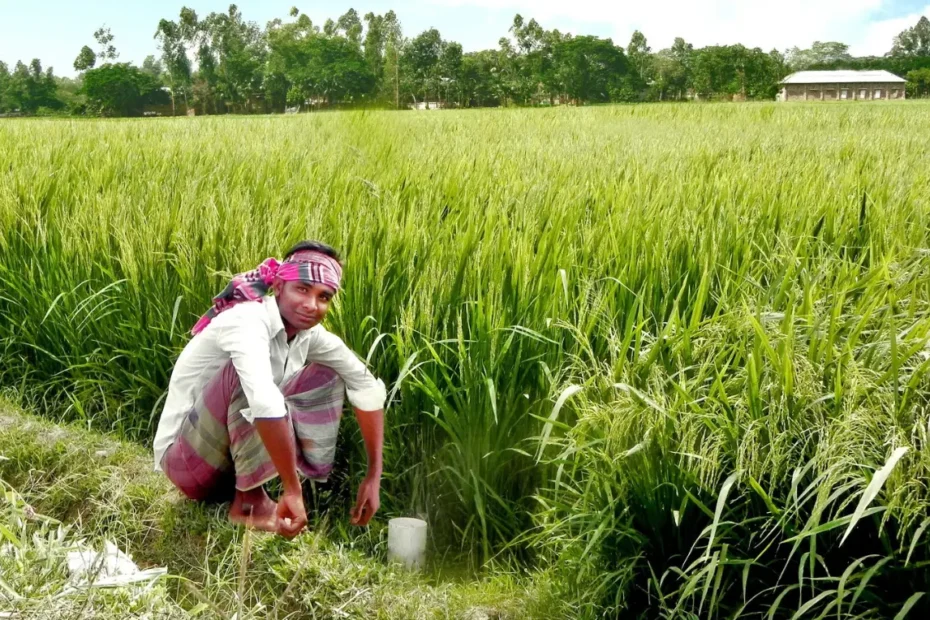 AWD কি, ধান চাষের জন্য AWD সেচ পদ্ধতির ধাপসমূহ, সুবিধা ও অসুবিধা