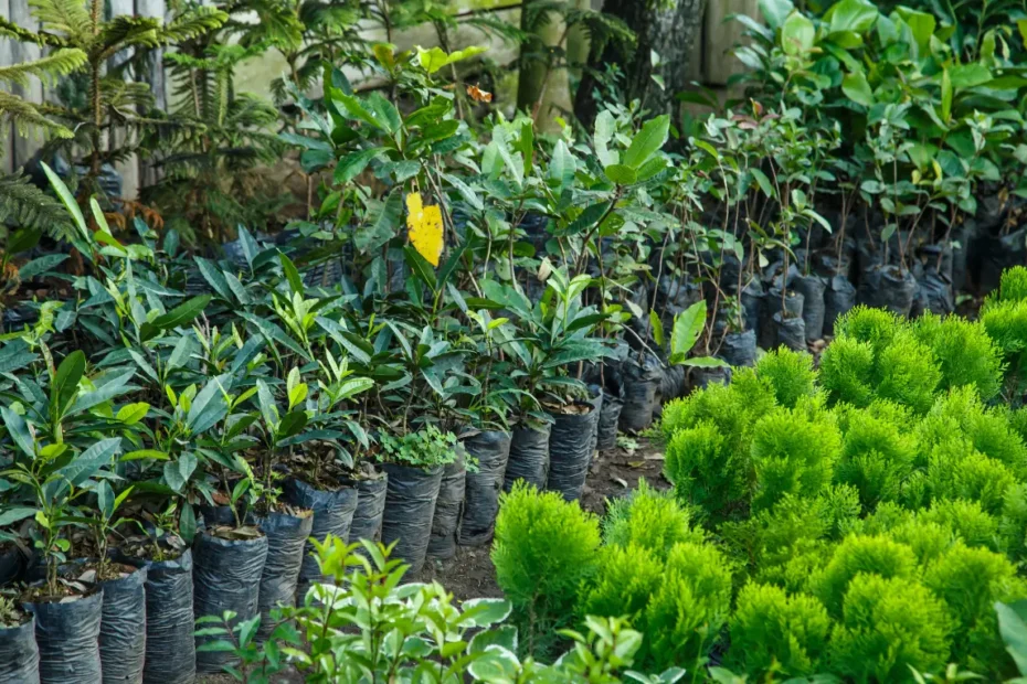 নার্সারি কাকে বলে, নার্সারি কি বা কী, নার্সারি কত প্রকার, নার্সারি করার নিয়ম