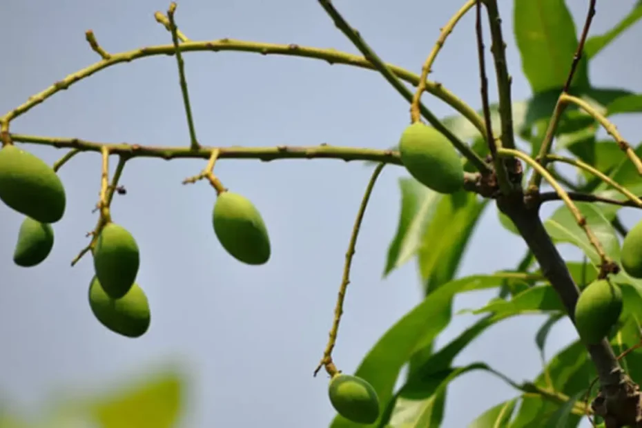 আমের গুটি ঝরা কারণ কি, আমের গুটি ঝরা রোধে করণীয় কি