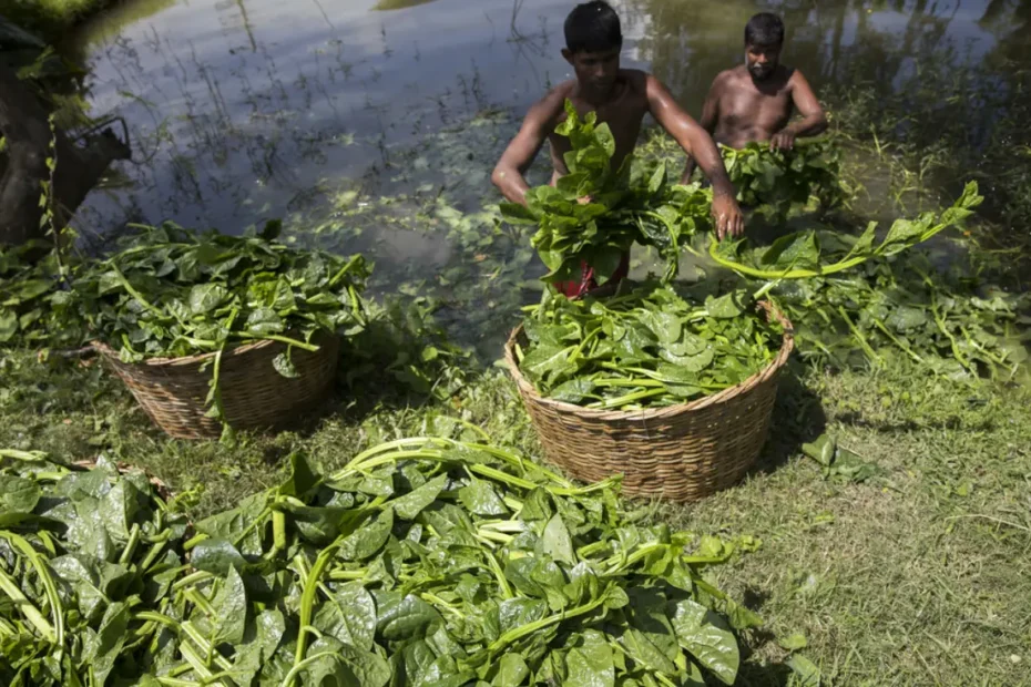 পুইশাক চাষের পদ্ধতি