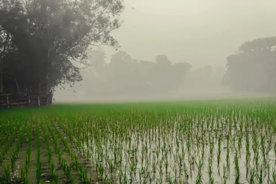 Paragraph A Winter Morning in Bangladesh (class 5- 12)