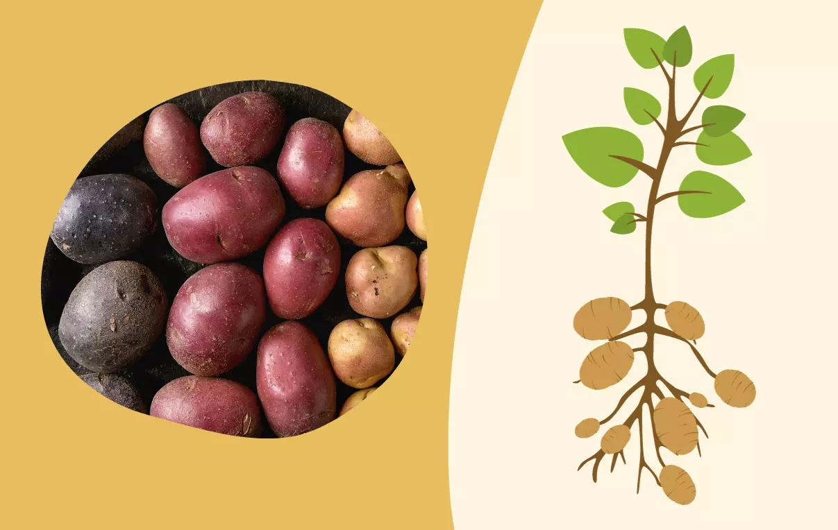 ৪০টি আলুর জাতের নাম ও পরিচিতি