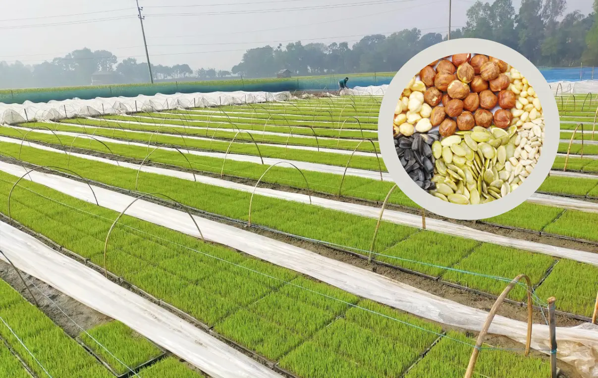 বীজ ও বীজতলা তৈরি